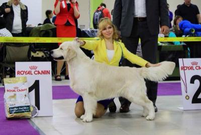 Golden retriever: Skandi Sanraiz Orlando