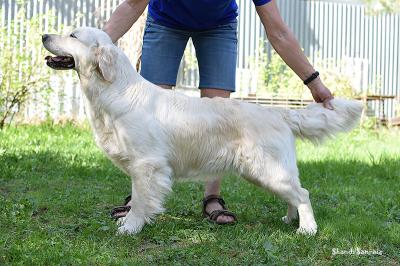 Golden retriever: Skandi Sanraiz Europa