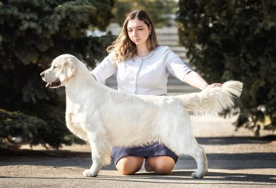 Golden retriever: Skandi Sanraiz Perfect