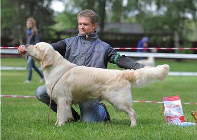 Golden retriever: Skandi Sanraiz Leonardo