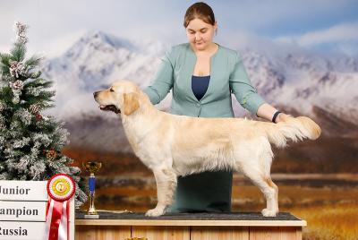 Golden retriever: Skandi Sanraiz Zefir