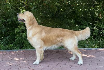 Golden retriever: Skandi Sanraiz Z'Rolex