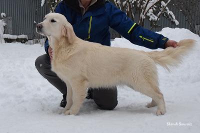 Золотистый ретривер: Сканди Санрайз Онега