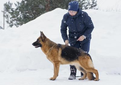 German shepherd dog: Ros Asterisk Opra