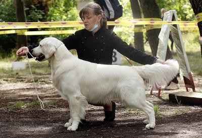 Golden retriever: Skandi Sanraiz Caesar