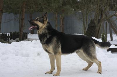 East european shepherd: Skandi Sanraiz Saigon