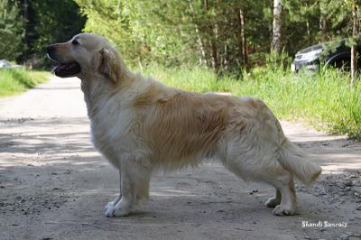 Golden retriever: Goldfashion Galliano