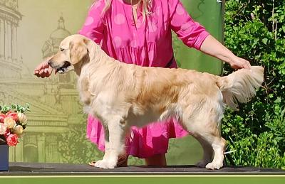 Golden retriever: Skandi Sanraiz Verona