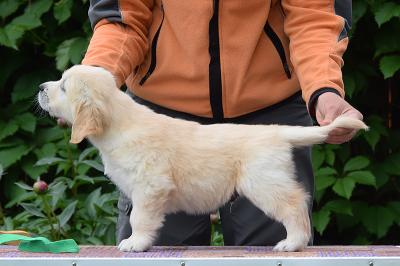 Golden retriever: Skandi Sanraiz Doroteo