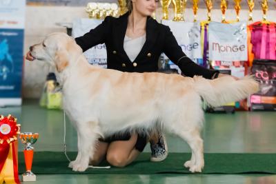 Golden retriever: Skandi Sanraiz Chiquitita