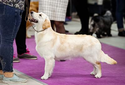 Golden retriever: Skandi Sanraiz Aurora