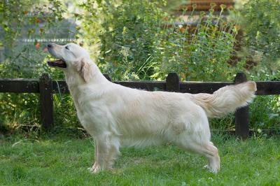 Golden retriever: Skandi Sanraiz Tekila