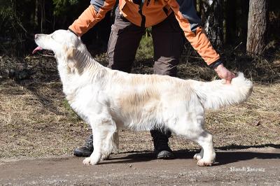 Golden retriever: Skandi Sanraiz Europa Golden retriever: Skandi Sanraiz Europa